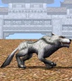 Hungry graywolf.jpg