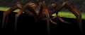 Baby Poison Spider.jpg