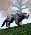 Hungry alpha-graywolf.jpg